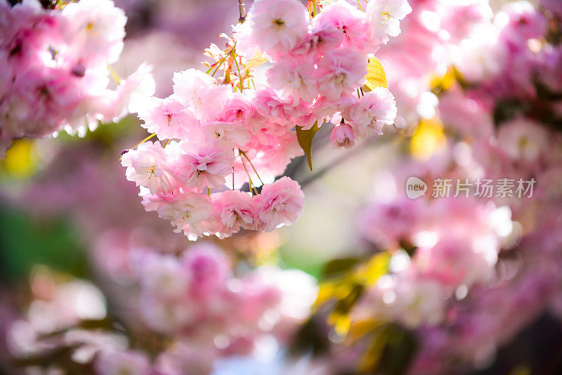 VH 535韩国的樱花和春天
